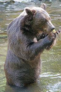 oso pardo, alimentos, Parque de vida silvestre