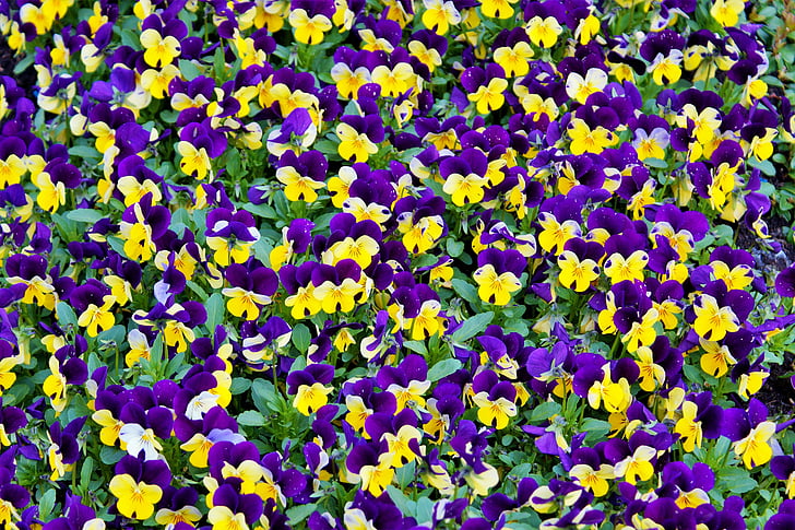 flower, pansy, blossom, bloom, nature, violet, yellow
