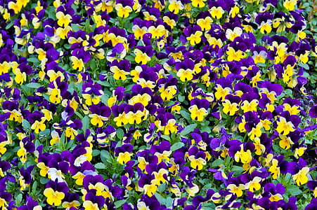 花, 三色堇, 开花, 绽放, 自然, 紫罗兰色, 黄色