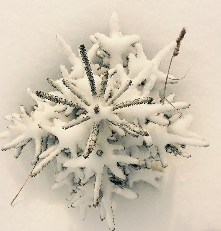 l'hivern, blanc, arbre de fulla perenne, arbre, gener, natura, fred