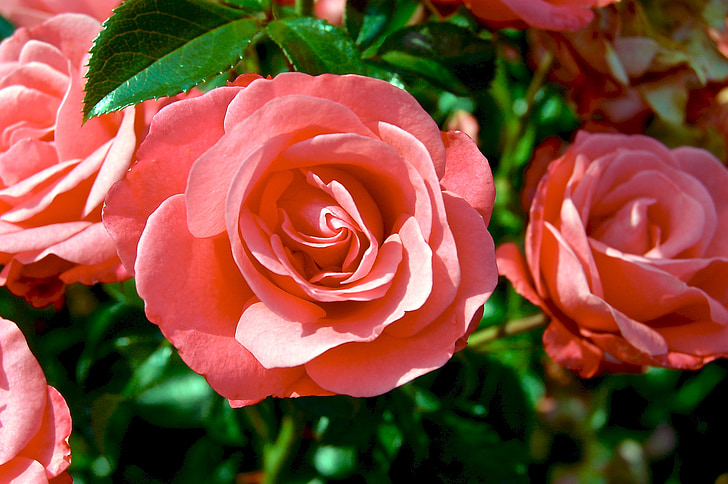 Rózsa, rosebush, virágok, virágzó, színes rózsaszín, zöld levelek, csokor