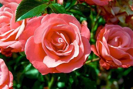 Троянди, рожевий кущ, квіти, квітучі, рожевий колір, зелене листя, букет