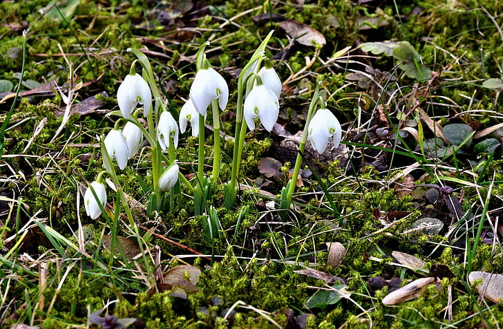 first early blooming flowers, february, snowflake, spring flowers, signs of spring, grass, nature