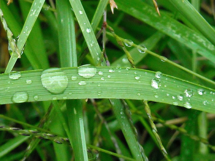 grass, rain, water, nature