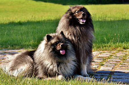 keeshond, dogs, pointed, long haired, dog breed, pet, race