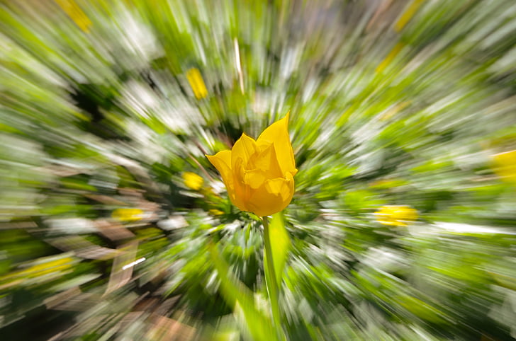 Tulip, bong, Hoa, màu vàng, nở hoa, có hiệu lực, Thiên nhiên