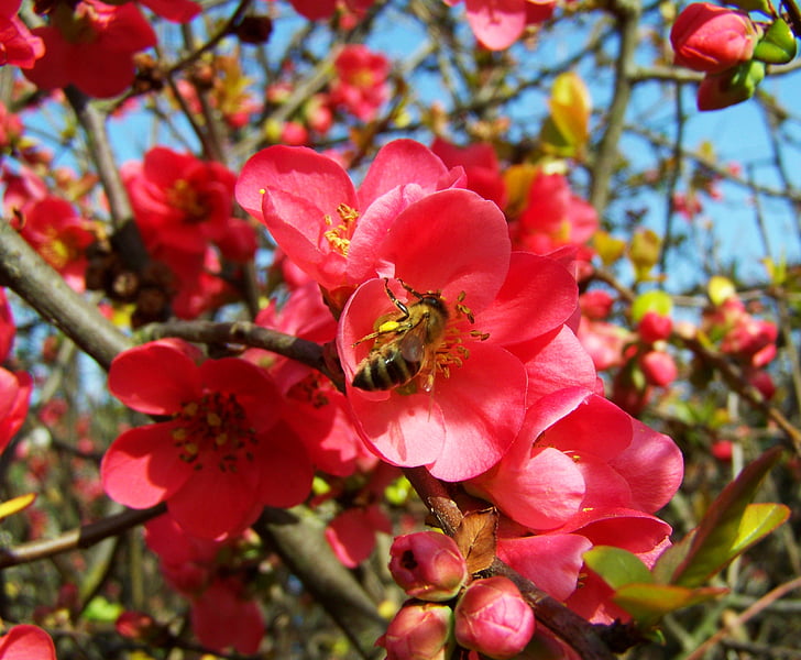 цветущего quince Японии, Розовые весенние цветы, Кустарник, Природа, цветок, завод, Лепесток