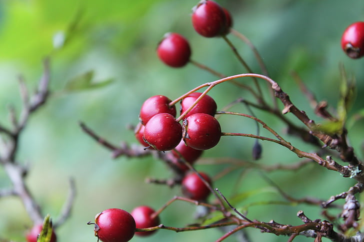hawthorn, berry, red, autumn, nature, branch, tree
