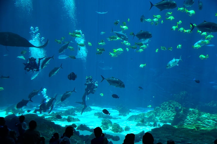słona woda, akwarium, nurek, Scuba diver, wewnątrz akwarium, kolorowe, podwodne