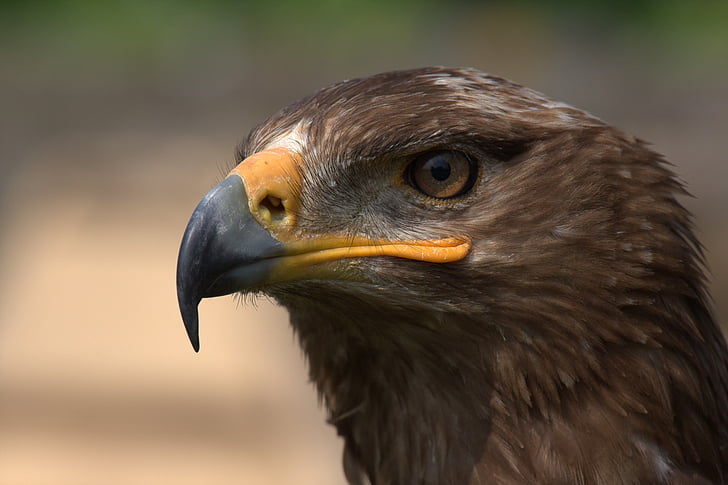 águila de la estepa, Adler, pájaro, Falkner, Raptor, naturaleza, espectáculo de aves rapaces