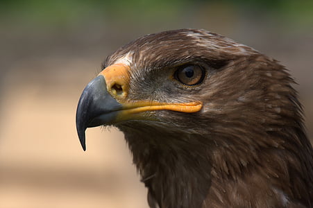 Steppe eagle, Adler, fågel, Falkner, Raptor, naturen, rovfåglar Visa