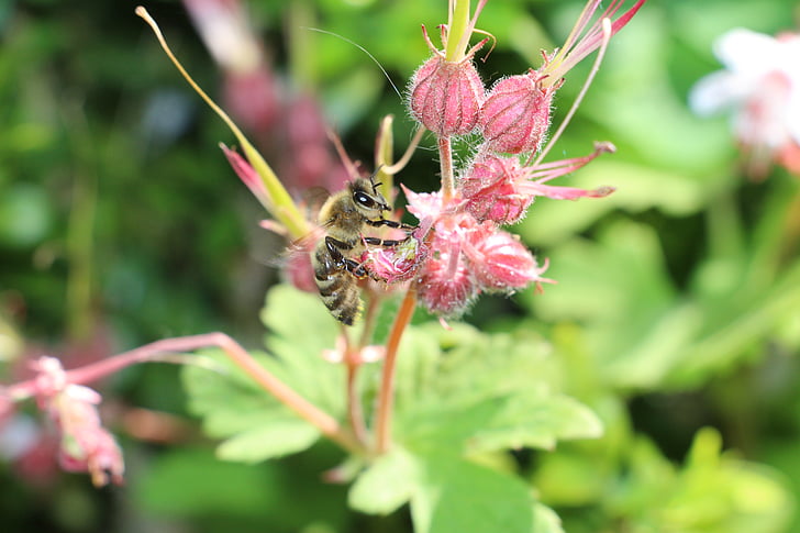 Bee, sommar, blomma