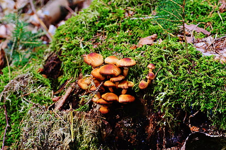 mushrooms, tree stump, nature, forest, fungus on tree stump, wood, tree fungus