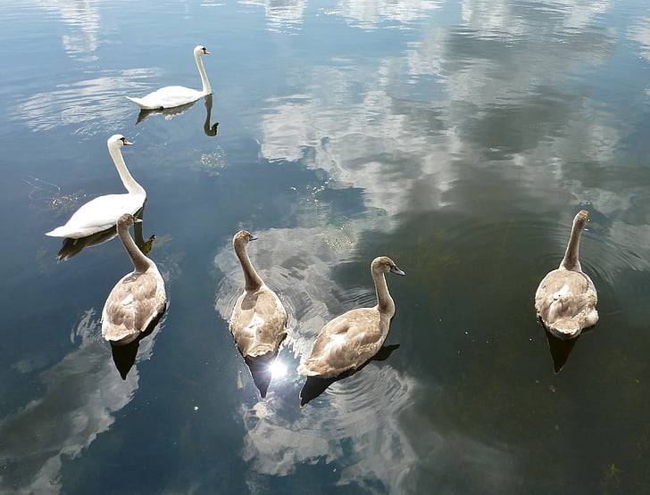 swans, nature, water, white swan, boy, animals, swan