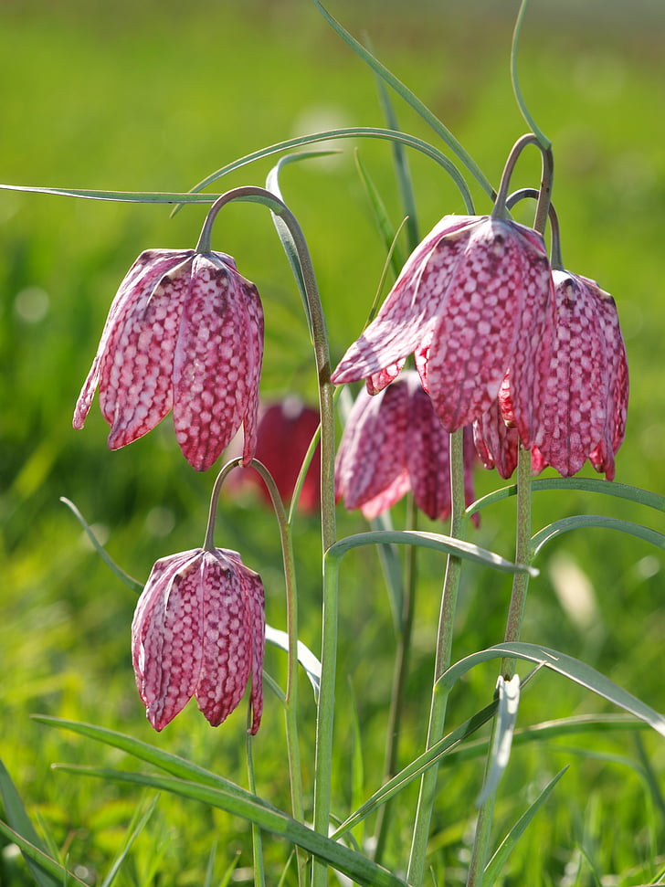 cricklade fritillaries, flowers, north meadow