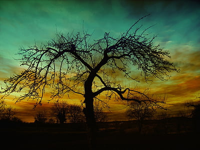 dried, tree, night, time, autumn, clouds, grass