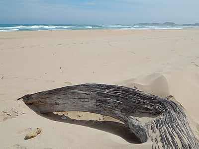 madeira petrificada, praia, deserta, paisagem, areia, árvore, Seascape