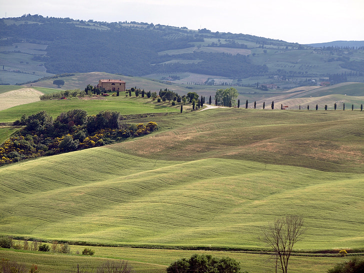 Toscana, Hill, landskap, Holiday, Pine, grön, hem