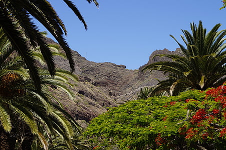 Kanári-szigetek, Tenerife, táj, növényzet, buja és ritka, ellentétek, buja