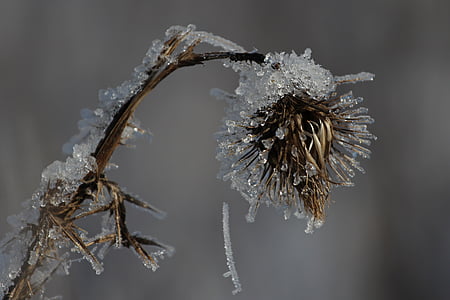 ice, ripe, frost, winter, frozen, iced, nature