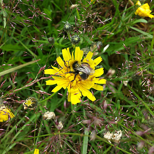 flockfibbla, Κίτρινο, μέλισσα, μέλισσα, φύση, έντομο, λουλούδι