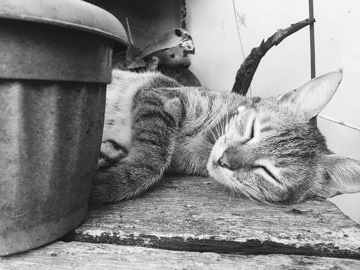 gato, mascota, para dormir, gatito, Kitty, gris, lindo