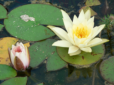 Кубышка жёлтая, водные растения, Озеро rosengewächs, Водяная лилия, пруд, Природа, озеро
