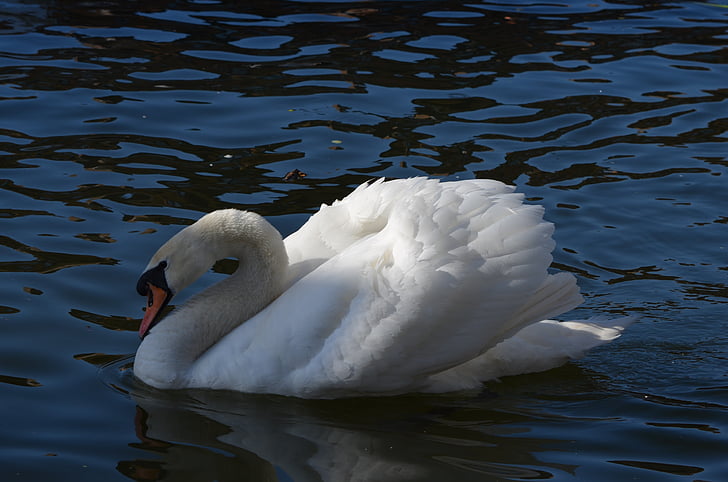 water, swan, water bird, swimming, bird, close-up, one animal
