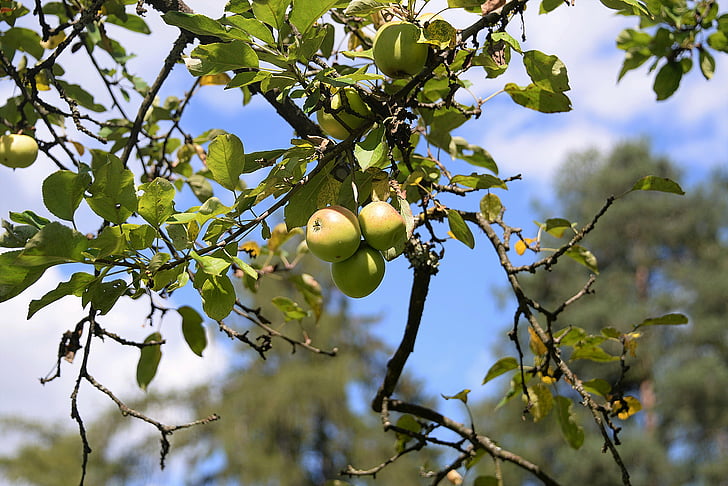 Apple, árbol, rama, hojas, kernobstgewaechs, fruta, naturaleza