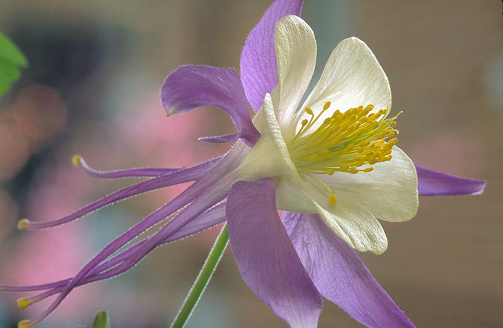 rocky mountain columbine, flower, floral, blooming, blossom, bloom, petals