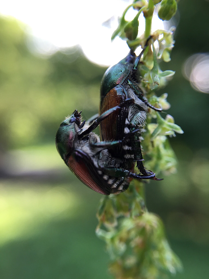 kumbang, Cinta, alam, bug, serangga, Manis, Taman