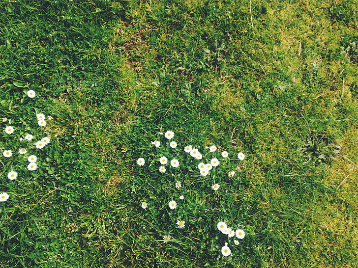 бяло, цвете, трева, поле, маргаритки, Дейзи, цветя