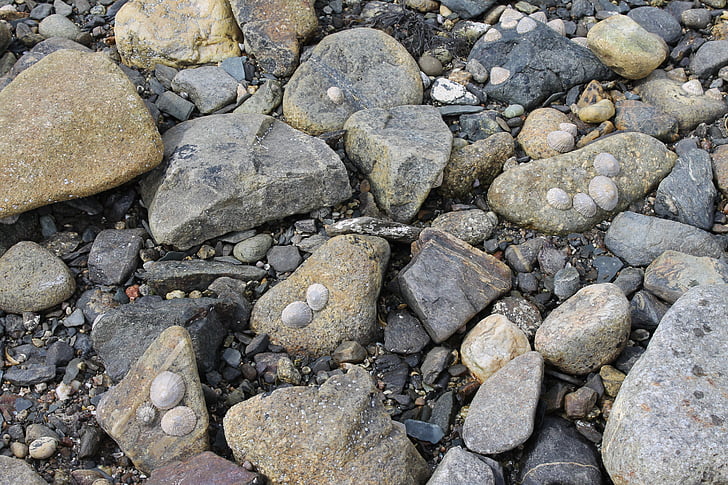 pedras, conchas do mar, beira-mar, Rock - objeto, fósseis, natureza, sem pessoas