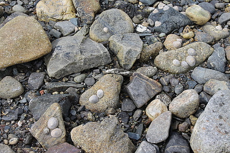 steiner, muslinger, kysten, Rock - objekt, fossilt, natur, Ingen mennesker