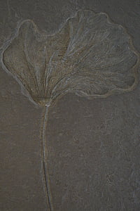 crinoid, 화석, 화석, petrification, 돌, 눌 리고, 선사 시대