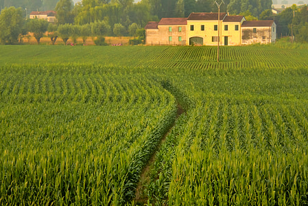 termés, táj, mezőgazdasági, parasztház, zöld, környezet, Olaszország