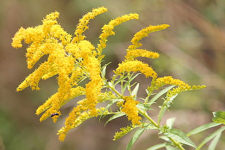 batang emas, tanaman, kuning, akhir musim panas, bunga, goldenrod Kanada