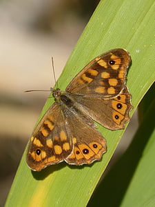 vlinder saltacercas, blad, vlinder, saltacercas, Lasiommata megera, margenera
