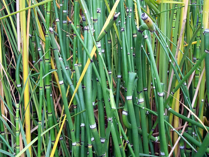 bamboo, green, backgrounds, plants, trees, thick, stems