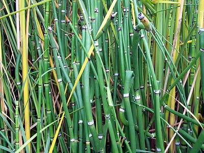 bambu, verde, planos de fundo, plantas, árvores, espessura, caules