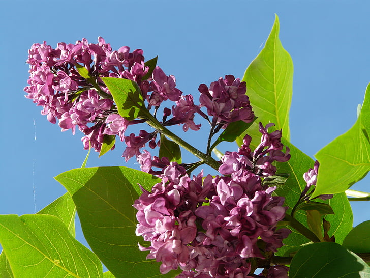 lilás, lilás comum, arbusto ornamental, Bush, planta, Violet, flor