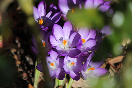 pavasarį, violetinė, krokas, gėlės, gėlė, uždaryti, violetinė gėlė