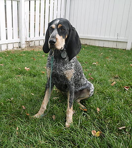 bluetick coonhound, con chó, bluetick, giống chó, răng nanh, coonhound, purebred
