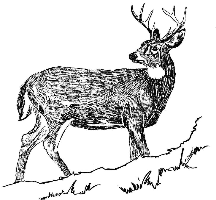 Menggambar, hitam, rusa, ekor, putih, ilustrasi, garis