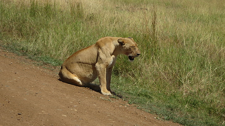 lioness, africa, masai mara