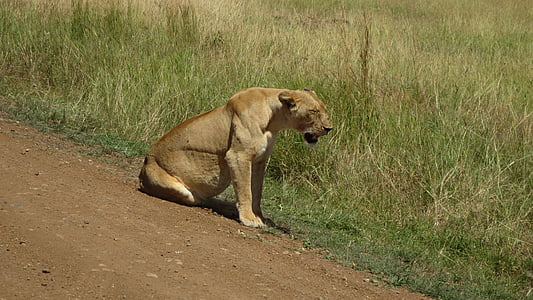 lionne, l’Afrique, Masai Mara