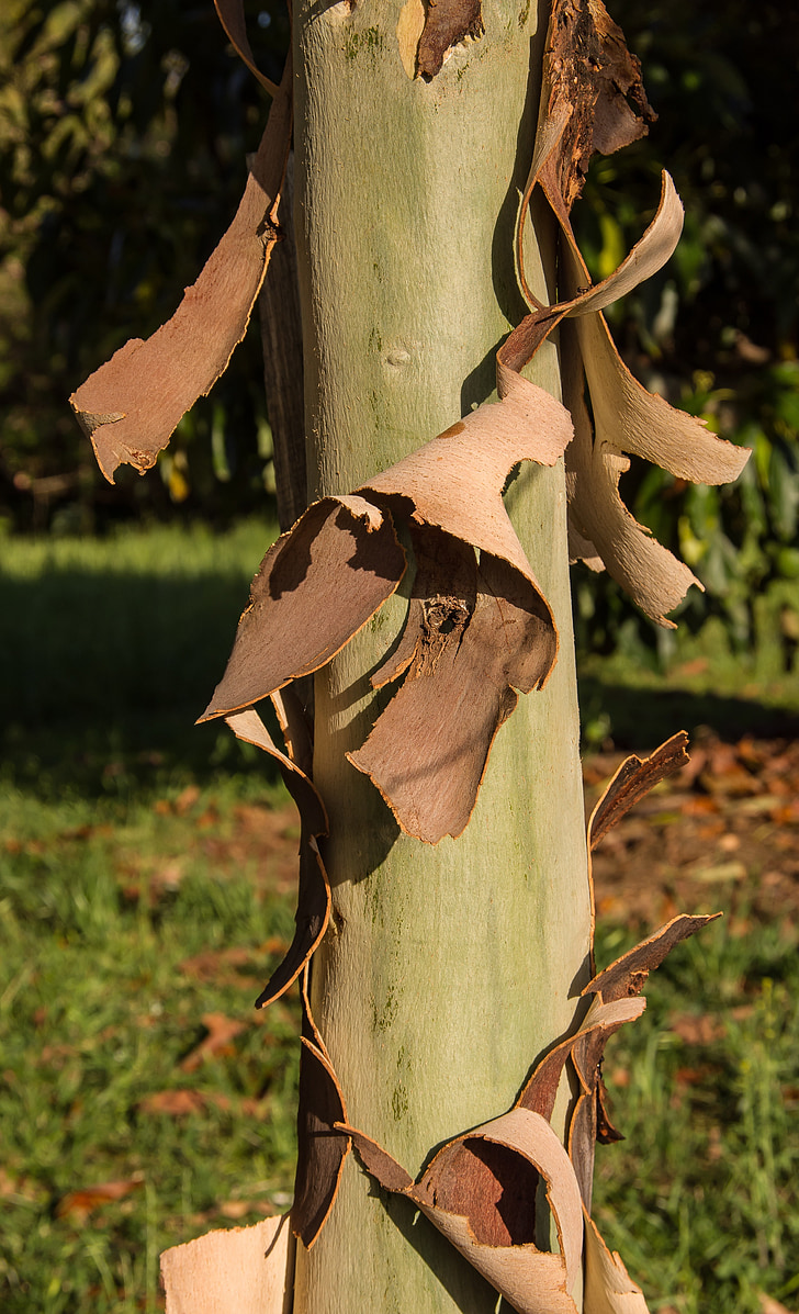 Gum tree, bark, peeling, brun, grön, träd, eucalypt