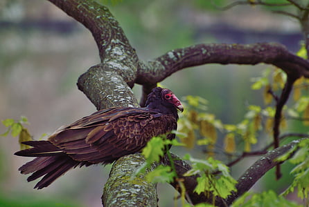 Thổ Nhĩ Kỳ kền kền, Raptor, con chim, chim ó, Niagara gorge, Ontario