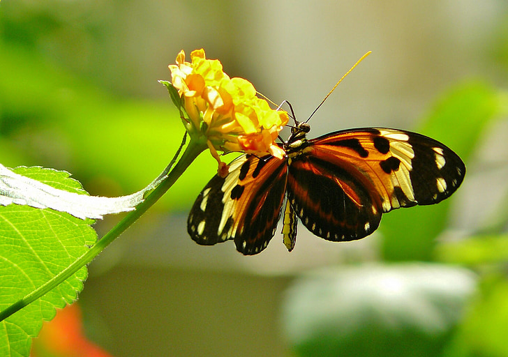 motýl, Motýli, zvíře, hmyz, zvířata, exot, exotické