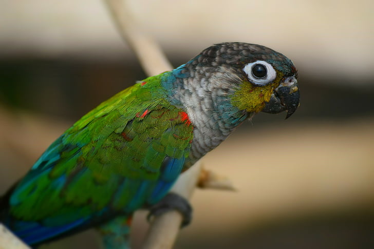 parrot, bird, color